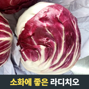 [소화에 좋은] 라디치오 국내산라디치오 치커리 비타민 칼륨 항산화물질 영양소가득 심혈관기능 쌉싸름한맛, 5개, 220g