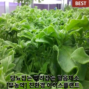 [국내산/국산] 당뇨 때려 잡는 아이스플랜트 당일수확 아삭아삭 짭짤 채소 무농약 생채소 샐러드 쌈 얼음채소 프리미엄 야채 채소, 1개, 500g