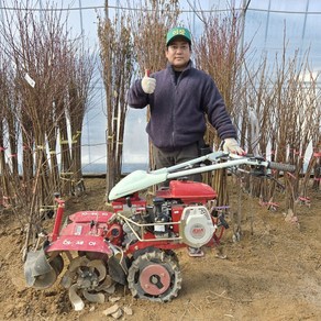 감나무 묘목 태추단감 나무 1년생 상묘, 태추 단감나무 묘목 1년생 상묘