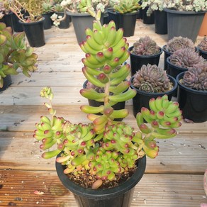 [수암다육] 루비틴트 랜덤발송 Sedum 'Ruby Tint' 랜덤발송 다육 다육이 다육식물, 1개