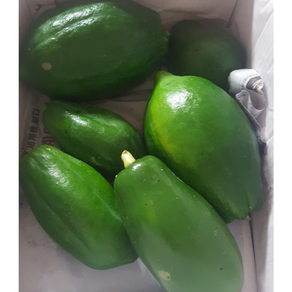 [산지직송] 전남 장흥 당일수확! 신선한 그린/옐로우 파파야 3kg 영양 가득한 Geen Papaya 건강한 맛, 1박스, 그린파파야 3kg