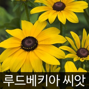 루드베키아 씨앗 꽃씨앗 꽃씨 야생화 종자 1000알