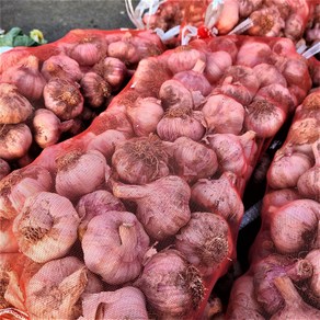 국내산 장아찌용 마늘 장아찌마늘 햇마늘 통마늘 남해 창녕 마늘, 5kg(장아찌용 마늘, 대품), 1개