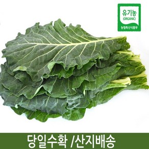 유기농 케일(녹즙용) 1kg /당일수확/산지배송