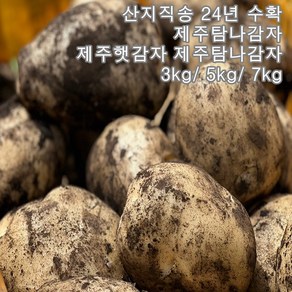 산지직송 24년 수확 제주탐나감자 제주햇감자 3키로 5키로 7키로, 1개, 7KG