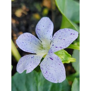 제비꽃-은하제비꽃 [야생화담담], 1개