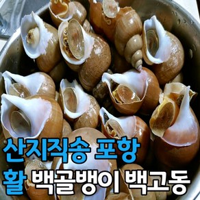 산지직송 포항 활 백골뱅이 1kg 소 중 대, 백골뱅이_1kg소, 1개