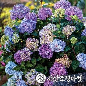 수국나무 엔들레스썸머 블룸스트러크 4치포트 개화주 묘목 서산조경마켓, 1개