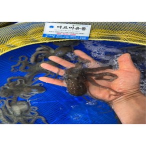 국내산 해감 뻘낙지 (목포 세발낙지) 1박스, 1개, 중소낙지 (약 90~100g) 5마리