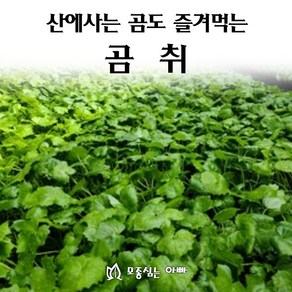 [모종심는아빠] 산에사는 곰이 즐겨먹는다는 곰취 모종, 1개