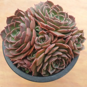 [수암다육] 비바칠레 랜덤발송 Echeveria 'Vibachile' 다육 다육이 다육식물 560