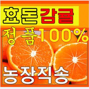 제주효돈감귤(농협납품) 5 10kg-당일선별배송, 1개, 5kg(중간귤)(S,M,L)