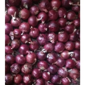 베트남산 샬롯(Shallot) 미니양파 1kg