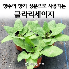 [모종심는아빠] 향수의 향기 성분으로 사용되는 허브 클라리세이지 모종, 모종, 1개