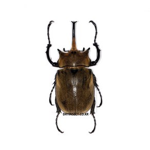 (Megasoma elephas) 코끼리왕장수풍뎅이 [D-412] 곤충표본, 95~99mm, 1개