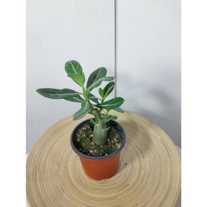 서비야드 석화 미니 바오밥나무 adenium multifloum 사막의장미 감성식물, 식물, 1개