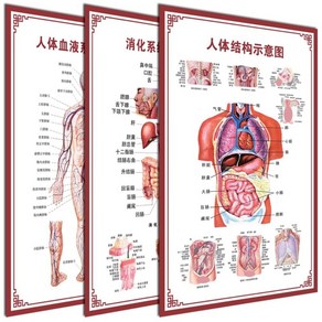 인체 해부도 그림 신체 장기 포스터 척추 신경 근육계, PP 접착제(뒷면에 접착제 포함), (36인치 60x90cm), 1개