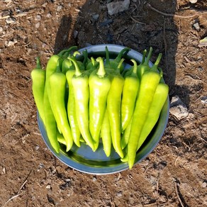 농사부 당조고추 농가직송 당일수확, 1개, 2kg