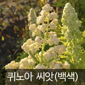 국산 퀴노아 씨앗 슈퍼푸드 종자 밥 대용 씨 400알, 1개