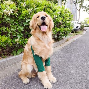 애견 무릎 보호대 무릎 고양이 고관절 반려견 방지 보호구 연골 보조기 강아지 슬개골 패드, 옵션2, 1개