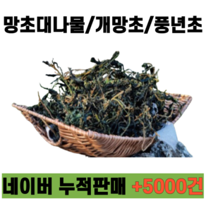 망초대나물 개망초 풍년초 건나물 개망초대나물 말린 망초대, 1개, 300g