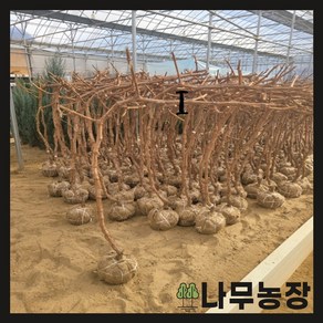 (나무농장) 샤인머스캣(샤인머스켓)나무 결실주 분, 2개