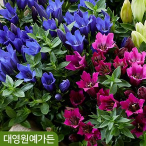 용담 가을꽃 12cm포트 2종 택1 야생화 다년초 정원수, 02-1. 리틀핑키 12cm포트, 1개