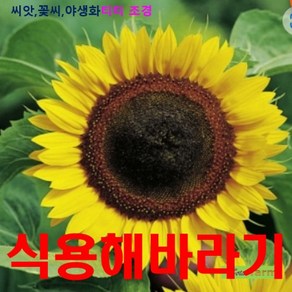 희귀씨앗 식용 해바라기 씨앗 15립