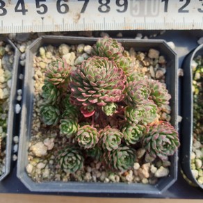 [수암다육] 애터미 랜덤발송 Sedum 'Atomy' 랜덤발송 다육 다육이 다육식물 075