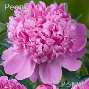 작약(Peony) 숙근 입고 몬스주얼리(2~3촉) 금강원, 1개