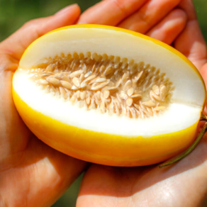 [꿀가두리]특수농법 당도선별 성주 꿀 참외, 1개, 1kg