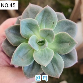 다육식물- 희귀 다육 100가지 모아보기, [NO. 45] 5.5cm 포트, 1개