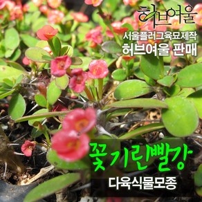 [허브여울모종] 꽃기린빨강 모종 (서울육묘생산 허브여울판매 정품다육모종), 3개