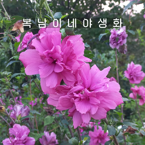 분홍 겹무궁화 진달래핑크 [3포트 복남이네야생화 모종 히비스커스 hibiscus]