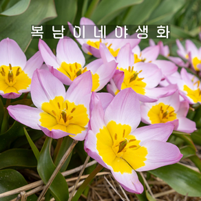 구근 원종튤립 라일락원더 [10구 복남이네야생화 추식구근 튜울립 tulip]