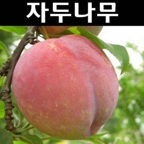 자두(대왕자두) 나무 묘목 접목1년 뿌리 특묘1개/유실수 과실수, 1개