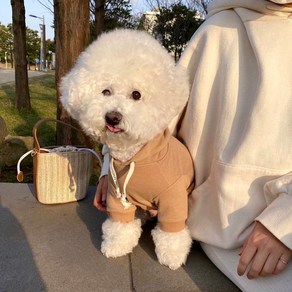 멍팔상팔 무지후드티 강아지후드티 소형견후드티 소형견실내복 강아지실내복 중형견실내복 소형견이너티 중형견후티, 아이보리, 1개