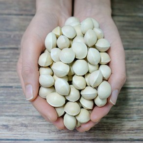 24년 햇 피은행 개량종, 2kg, 1개