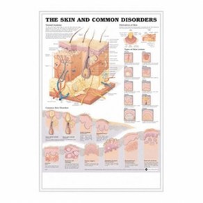 (Anatomical) 피부차트 사이즈 54x76 NO.9940B, 1개