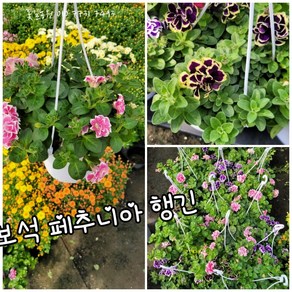 보석 페추니아 행긴012 신상품 랜덤 공기정화식물/미세먼지/공기정화효과 공기정화식물, 1개