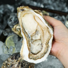 [산지직송] 통영 삼배체굴, 8kg (32미 내외), 1박스