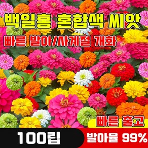 [발아율 99%] 100립 백일홍 씨앗 꽃씨앗 9색상 혼합씨앗 종자 관상용 정원 야생화 사은품 랜덤 증정, 100개