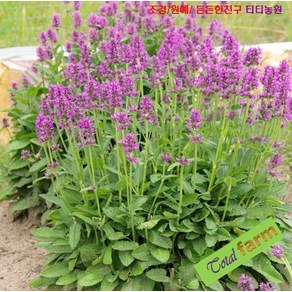 베토니 허브 씨앗 15립 (Stachys Officinalis)