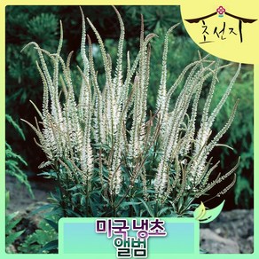 [초선지] 미국 냉초 7치 앨범 화이트 시비리쿰, 앨범(화이트), 1개