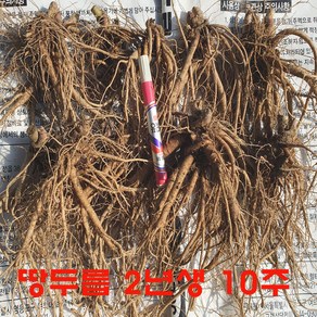 땅두릅 2년생 종근 =10주 판매., 1개