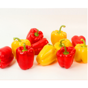 [선착순 50박스 한정특가!] 농장직송 파프리카 혼합 피망 청피망 홍피망 1kg 3kg 5kg, 1개, 파프리카 1kg