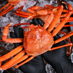 그대의밥상 포항 구룡포 자숙 연지홍게, 1개, 3kg (B급 10미 내외)