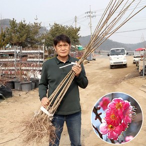 설중매 매화나무 묘목 접목1년생 상묘 특묘 관상수 조경용 원예 가든, 설중매 접목1년생 상묘, 1개