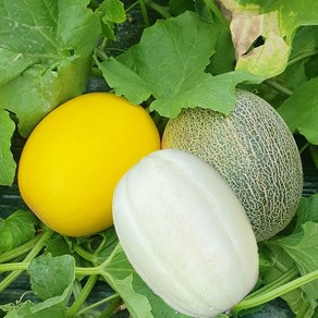 대금 고령 당일수확 고당도 설향메론 골드메론 그린메론 산지직송 하미과 멜론, 1개, 설향멜론5K(5~11과)