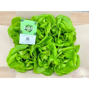 LEAFY 리피 유러피안샐러드 채소 버터헤드상추 1kg - 무농약 당일수확 쌈채소, 1개